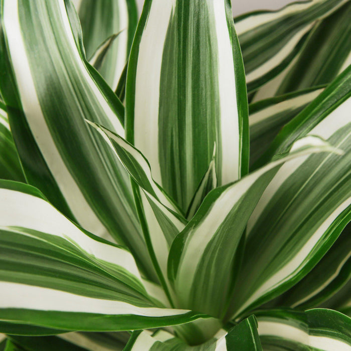 striped dracaena houseplant Dracaena Warneckii 'White Jewel' | Indoor Plant | Tropical Plant | Potted Plant