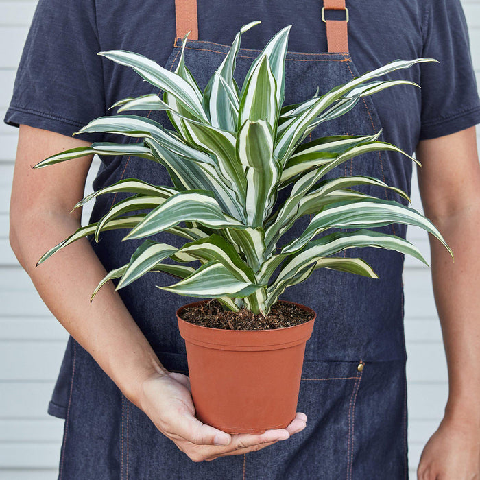 large dracaena warneckii Dracaena Warneckii 'White Jewel' | Indoor Plant | Tropical Plant | Potted Plant