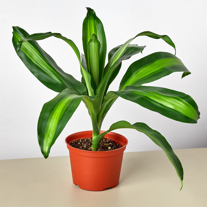 american plant exchange dracaena massangeana plant Dracaena 'Massangeana' | Indoor Plant | Tropical Plant | Potted Plant