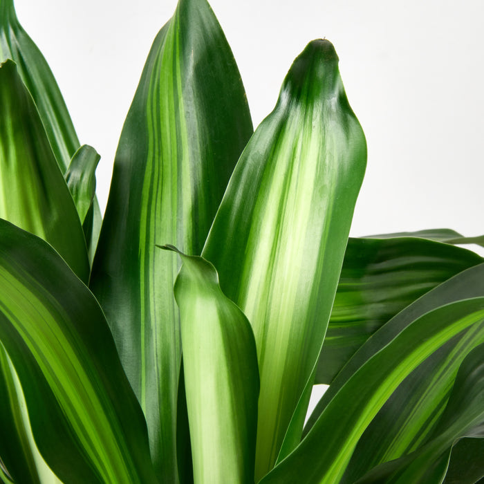 dracaena massangeana cura Dracaena 'Massangeana'