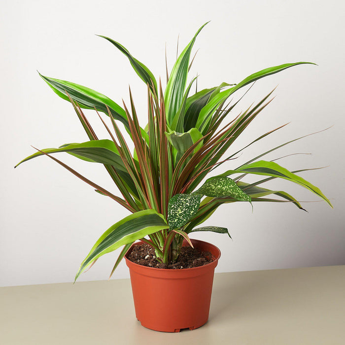 Dracaena 'Combo' - House Plant Shop