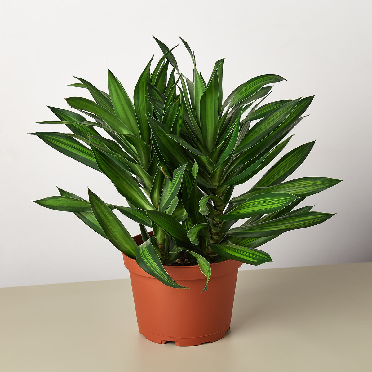 song of jamaica plant indoor Dracaena 'Song of Jamaica'