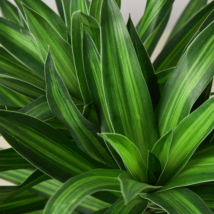 dracaena song of jamaica plant Dracaena 'Song of Jamaica'