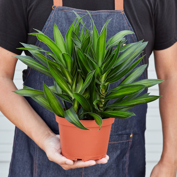 jamaica house plants Dracaena 'Song of Jamaica'