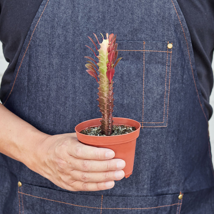 rubra succulent Succulent Euphorbia 'Trigona Rubra'