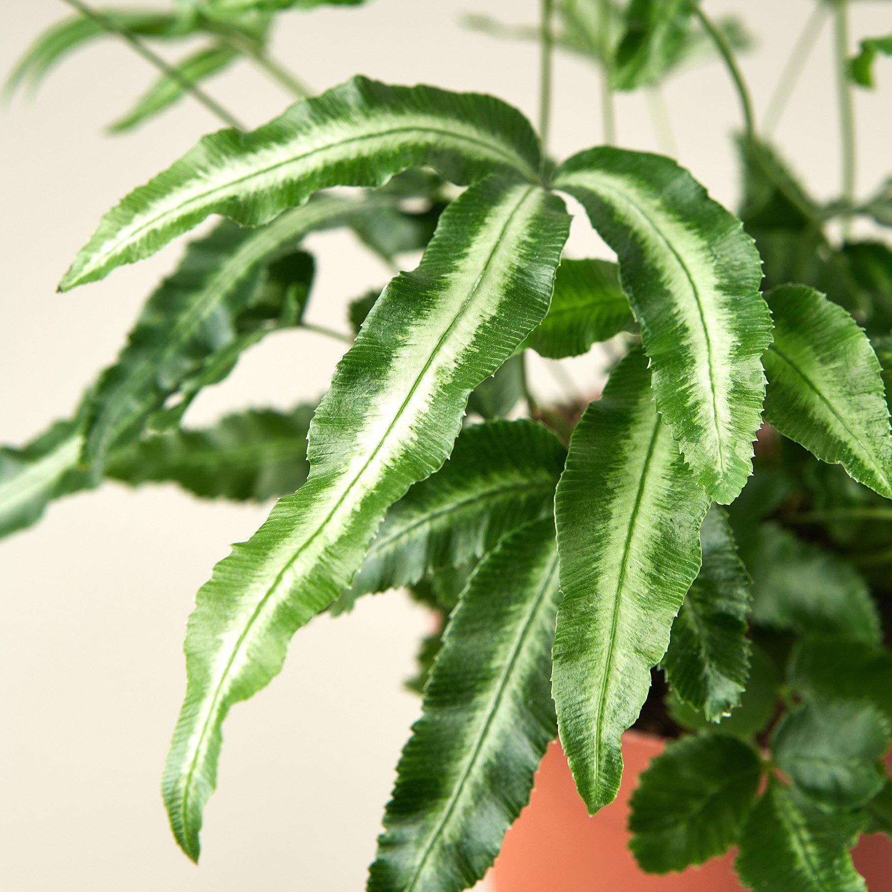 Pteris Cretica 'Albo Fern' - House Plant Shop