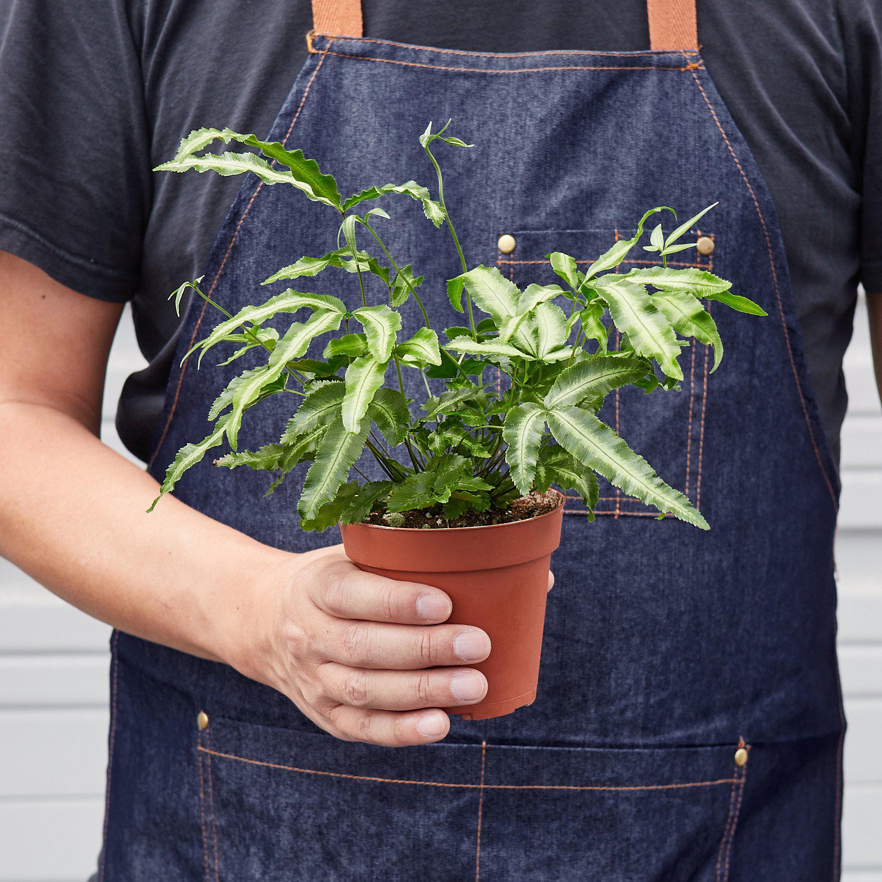 Pteris Cretica 'Albo Fern' - House Plant Shop