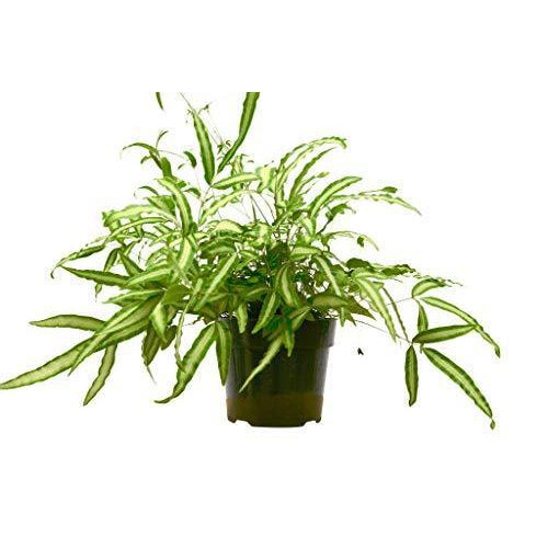 Pteris Cretica 'Albo Fern' - House Plant Shop