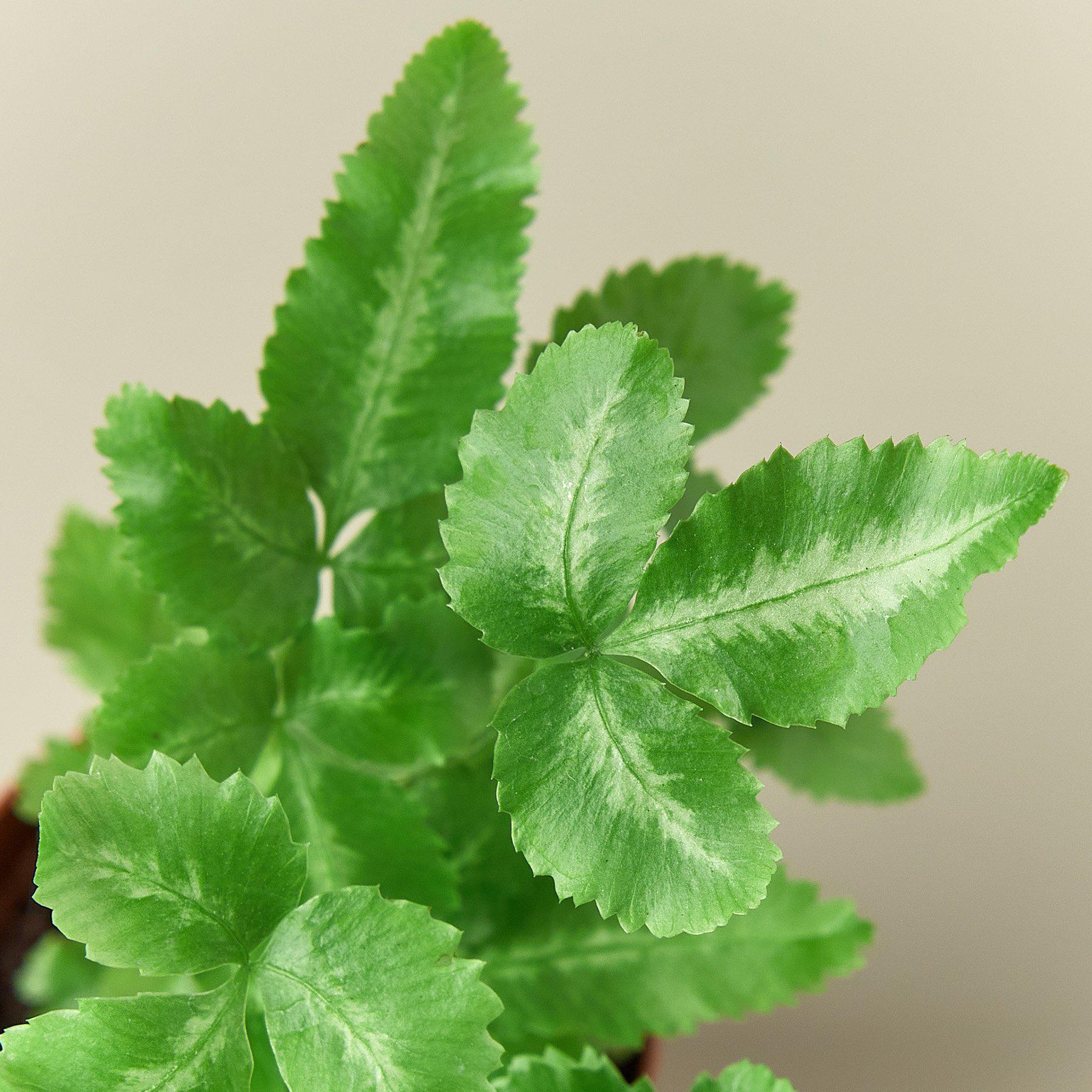 Pteris Cretica 'Albo Fern' - House Plant Shop