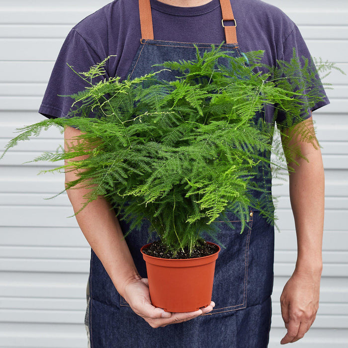 asparagus fern indoor plant Fern 'Asparagus'