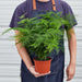 Fern 'Asparagus' - House Plant Shop