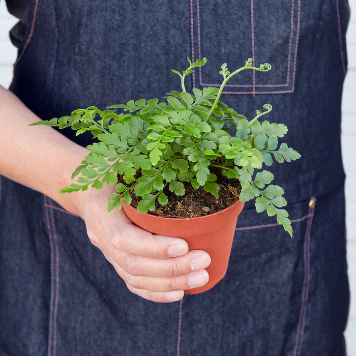fern house plant Austral Gem Fern