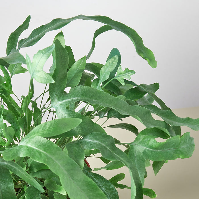 house plant with blue leaves Fern 'Blue Star' | Indoor Plant | Tropical Plant | Potted Plant