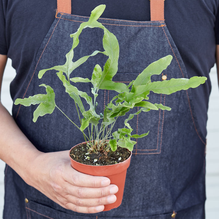 blue star fern indoor care Fern 'Blue Star' | Indoor Plant | Tropical Plant | Potted Plant