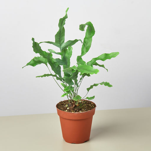 blue star fern toxic Fern 'Blue Star' | Indoor Plant | Tropical Plant | Potted Plant