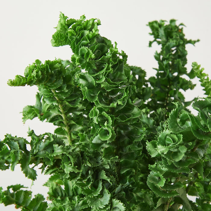 house plant with fronds Emina Fern | Indoor Plant | Tropical Plant | Potted Plant