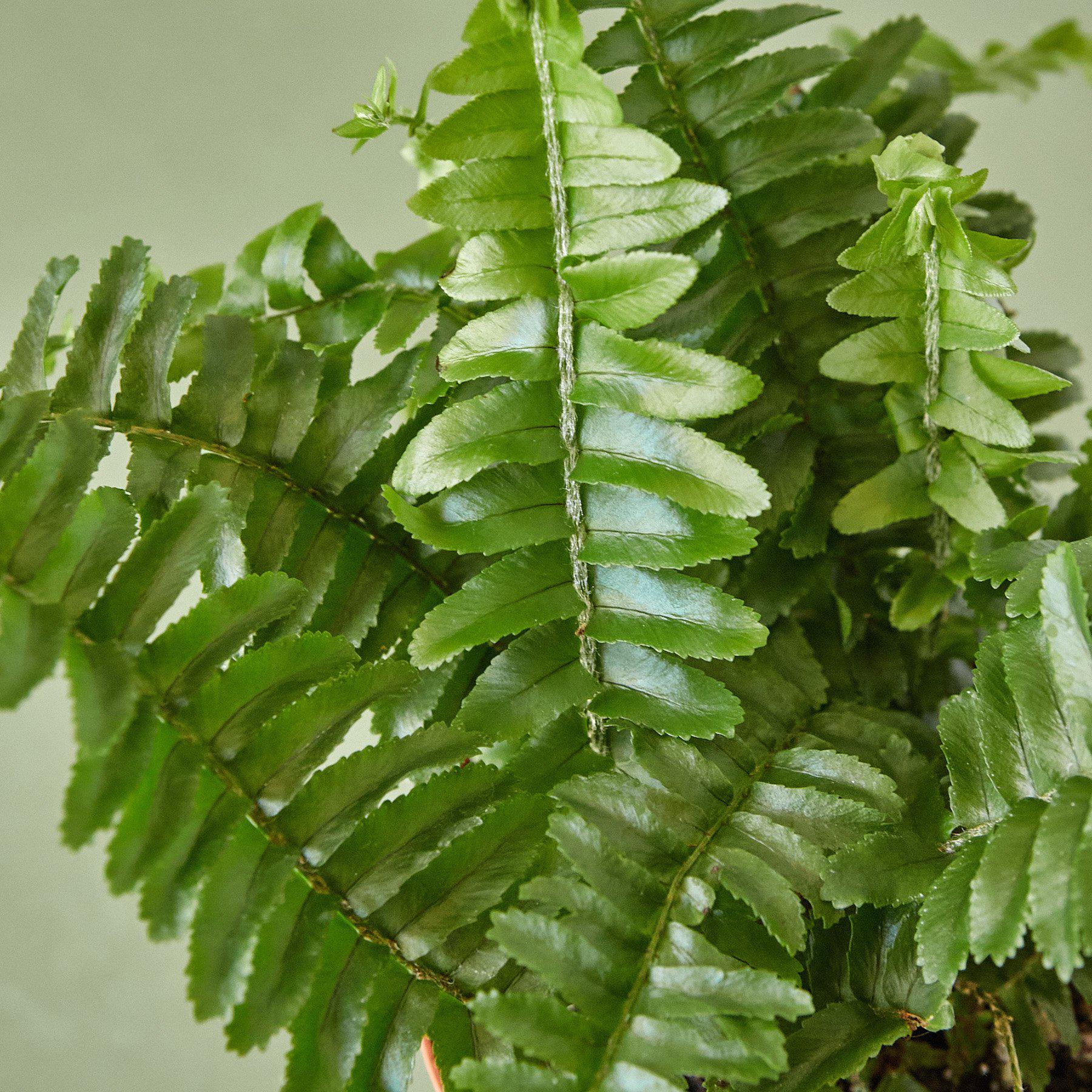 Jester's Crown Fern - House Plant Shop