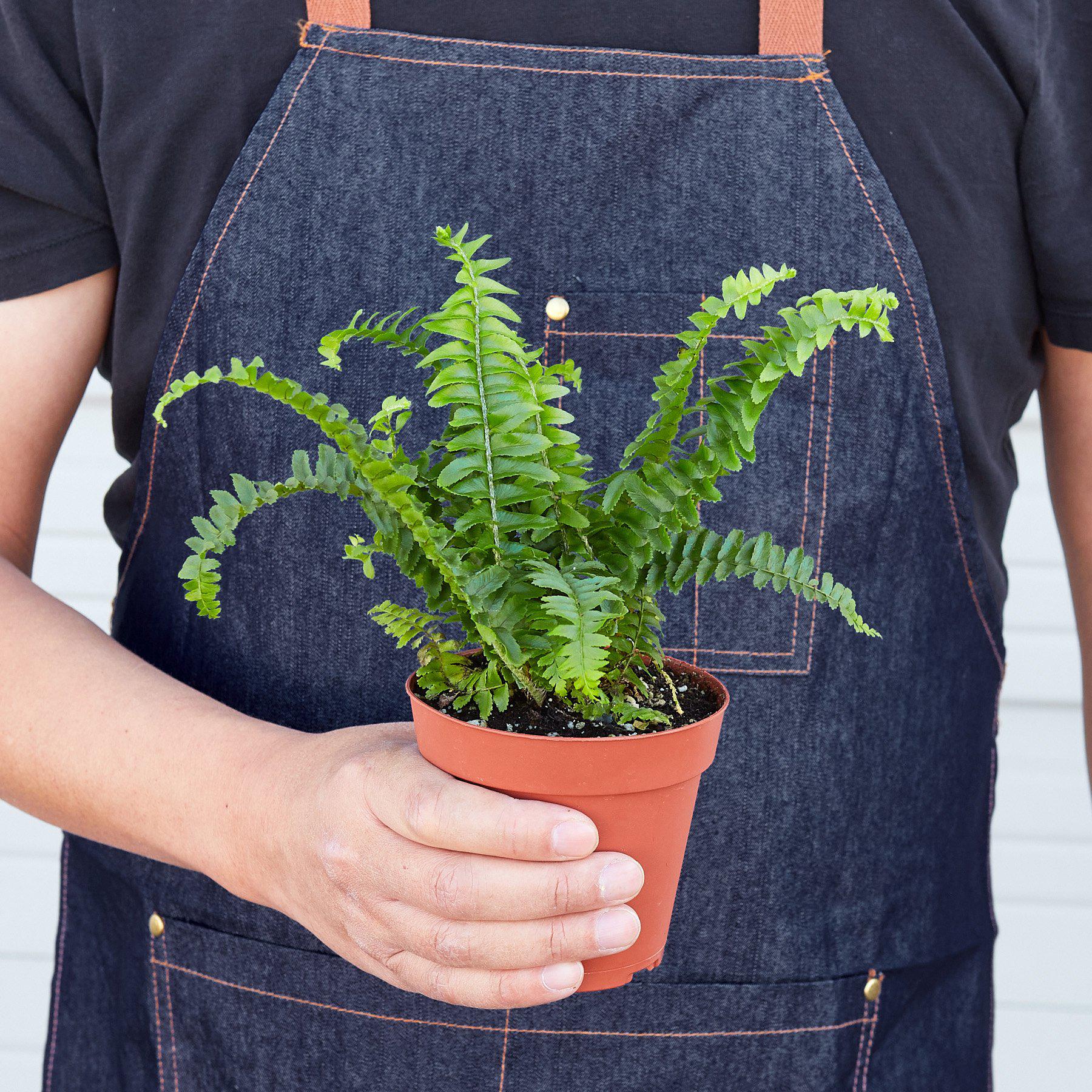 Jester's Crown Fern - House Plant Shop