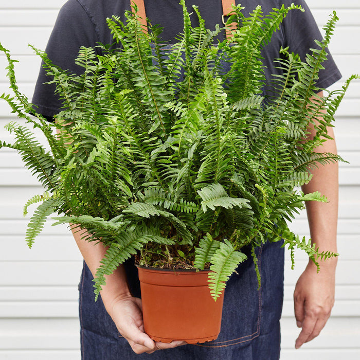 large fern house plant Jester's Crown Fern