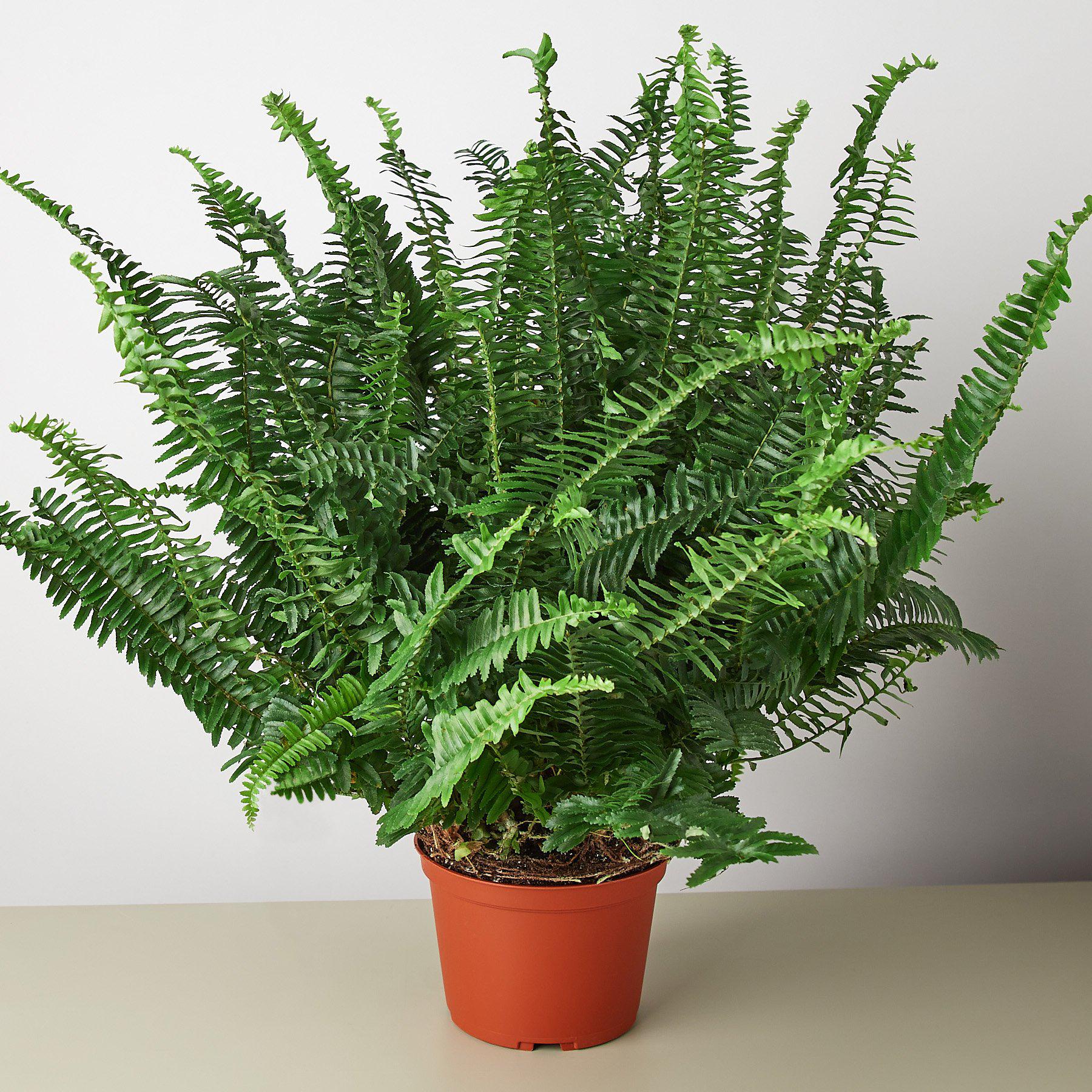 Jester's Crown Fern - House Plant Shop