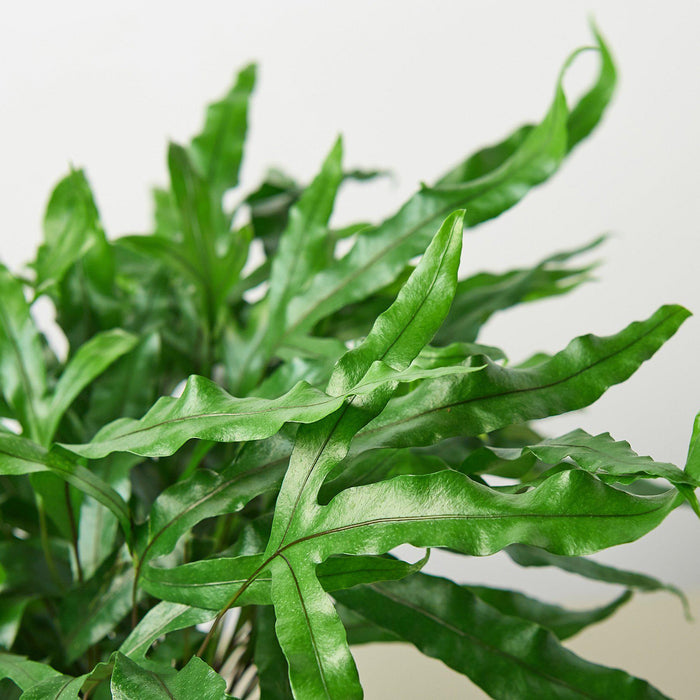 blue star fern vs kangaroo paw fern Fern 'Kangaroo Paw' | Indoor Plant | Tropical Plant | Potted Plant