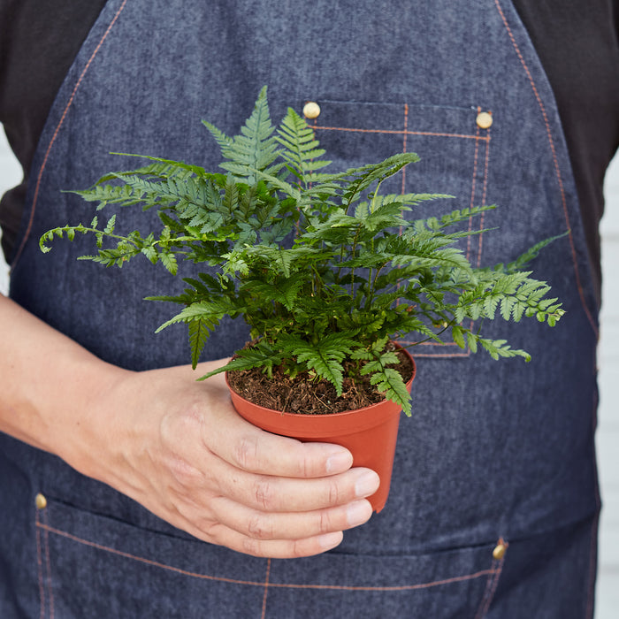 korean house plants Korean Rock Fern