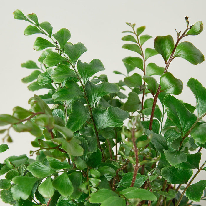 mahogany house plant Mahogany Fern