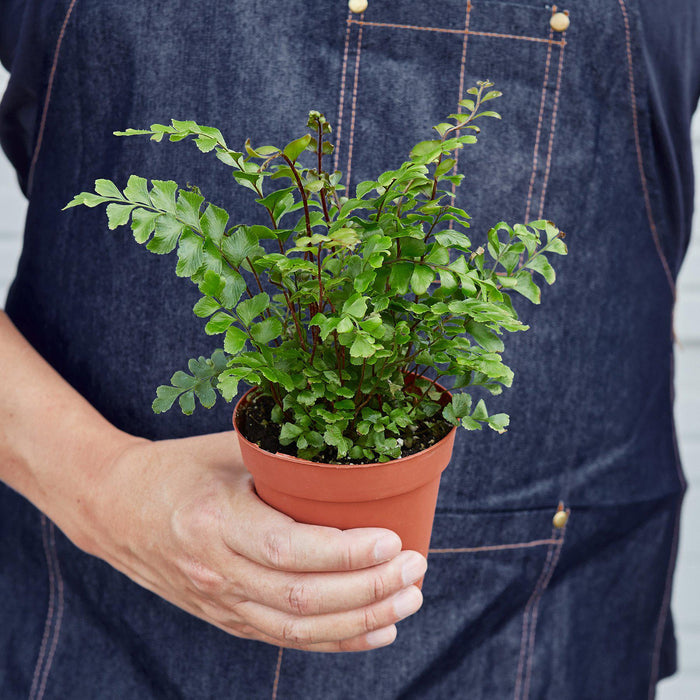 indoor mahogany plant Mahogany Fern