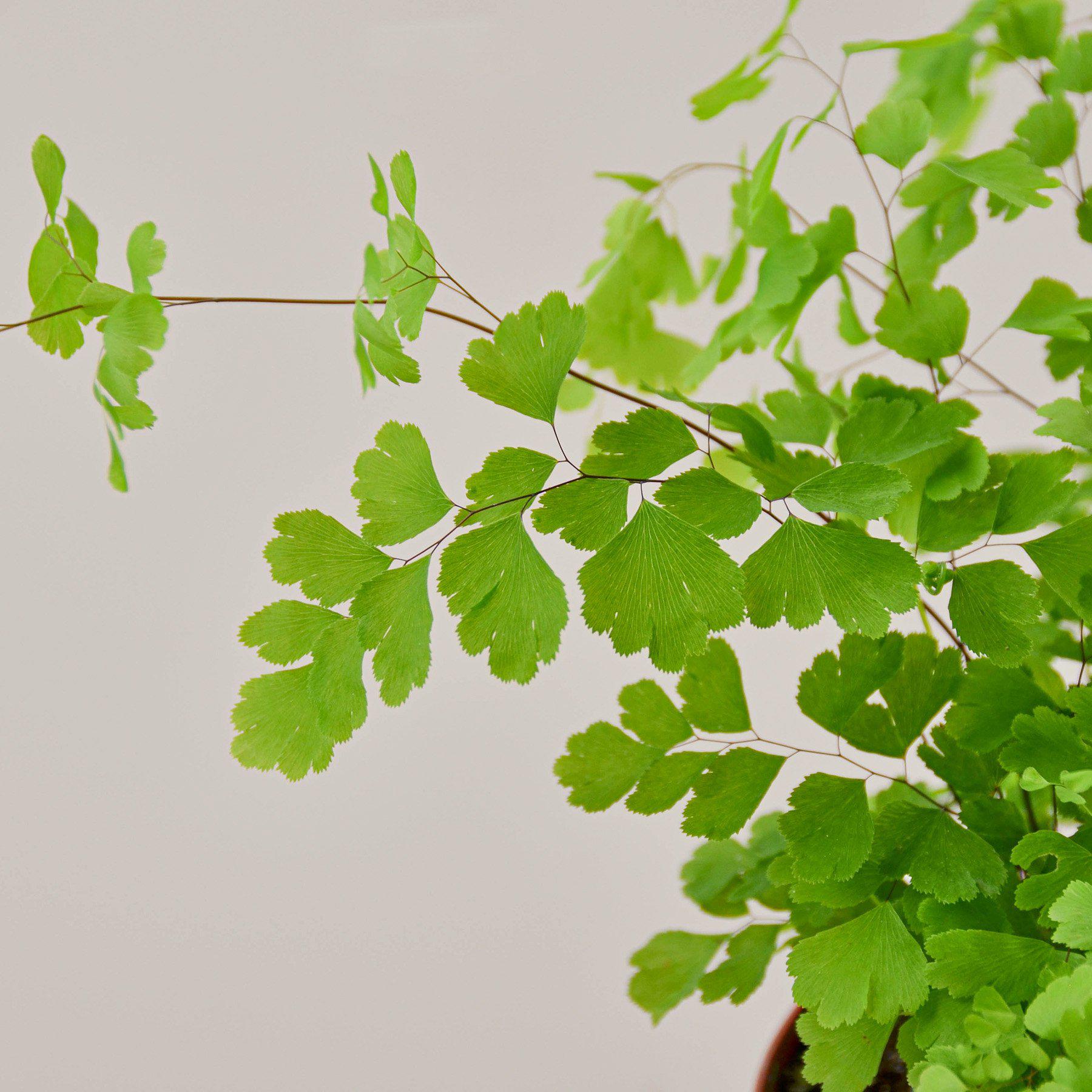 Maidenhair Fern - House Plant Shop