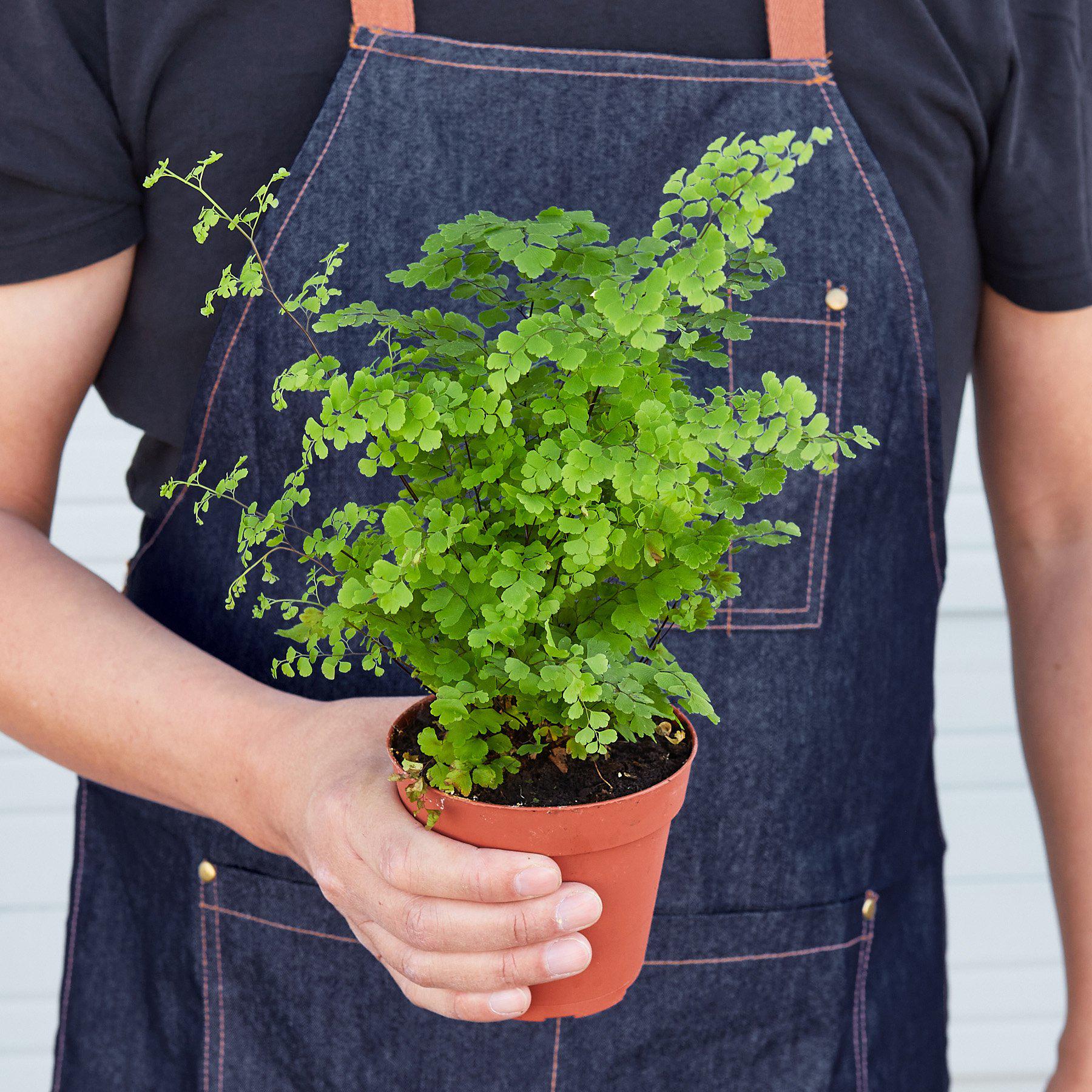 Maidenhair Fern - House Plant Shop