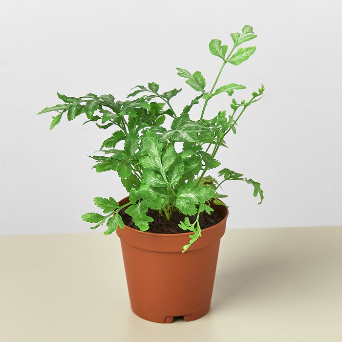 lacy house plants Pteris Ensiformis 'Silver Lace' | Indoor Plant | Tropical Plant | Potted Plant