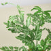 Pteris Ensiformis 'Silver Lace' - House Plant Shop
