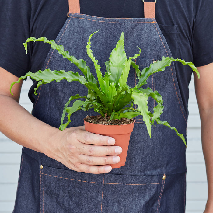 birds nest fern victoria Bird’s Nest 'Victoria' Fern | Indoor Plant | Tropical Plant | Potted Plant