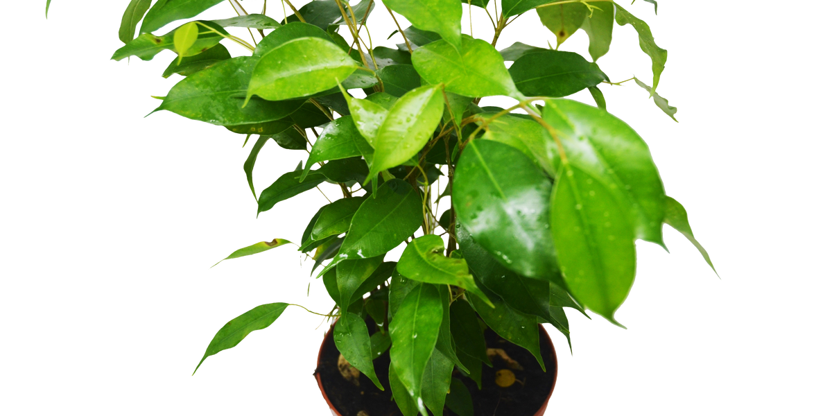Ficus 'Benjamina' | Indoor Plant | Tropical Plant | Potted Plant