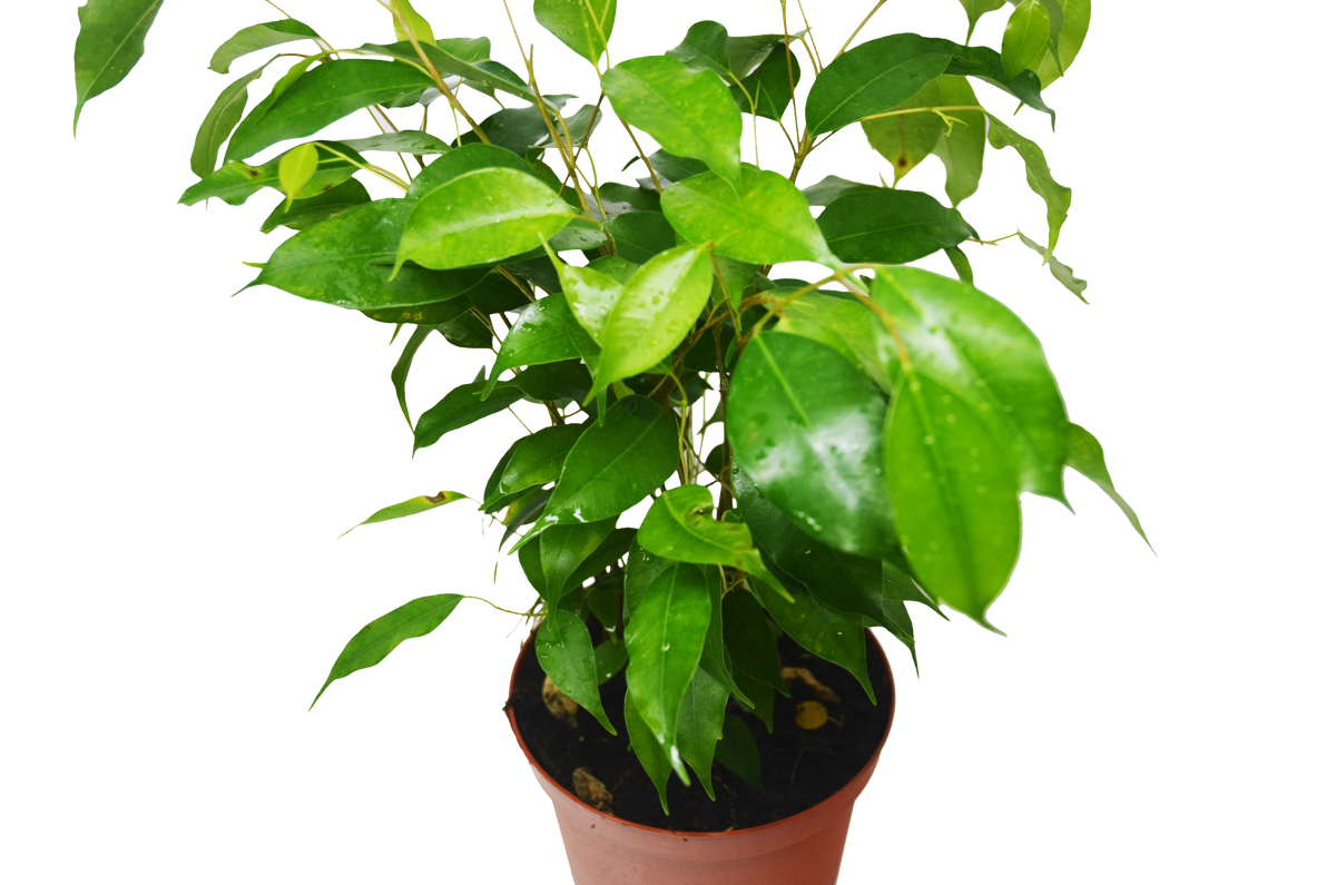 house plant leaves turning transparent Ficus 'Benjamina' | Indoor Plant | Tropical Plant | Potted Plant