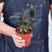 Ficus Elastica 'Burgundy' - House Plant Shop