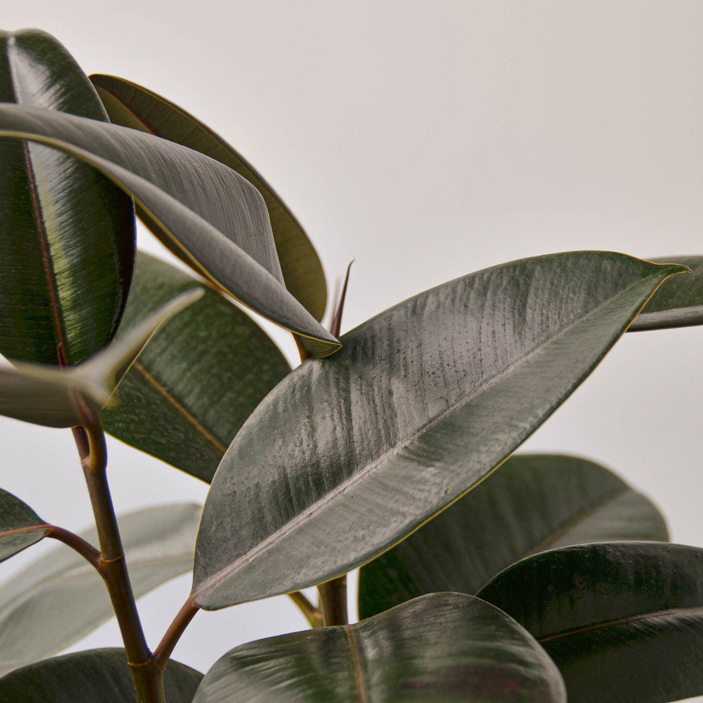 Ficus Elastica 'Burgundy' | Indoor Plant | Tropical Plant | Potted ...