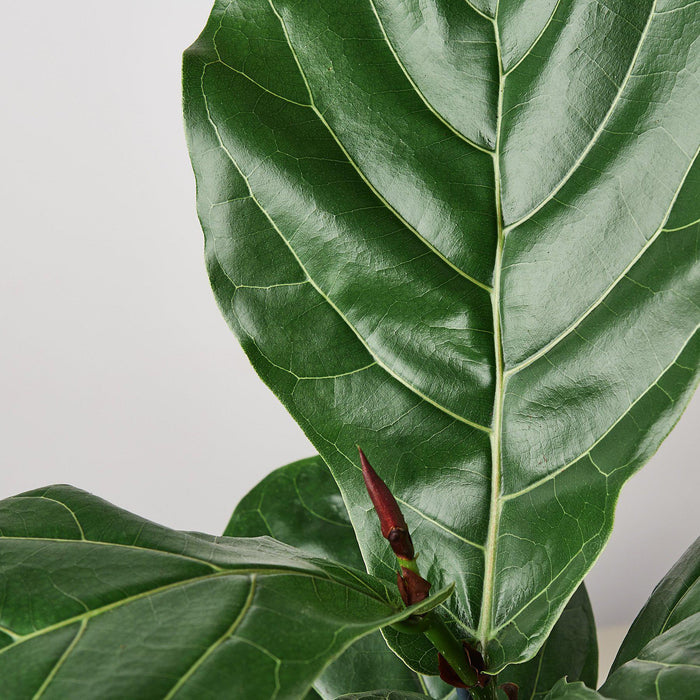 Ficus Lyrata 'Fiddle Leaf Fig' - In 10" Pot - House Plant Shop