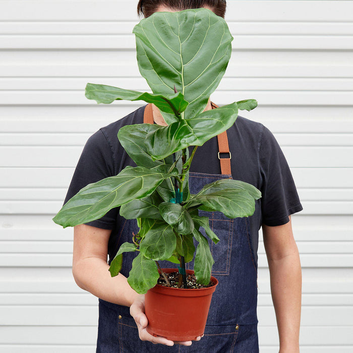 indoor fig plants for sale Ficus Lyrata 'Fiddle Leaf Fig' | Indoor Plant | Tropical Plant | Potted Plant