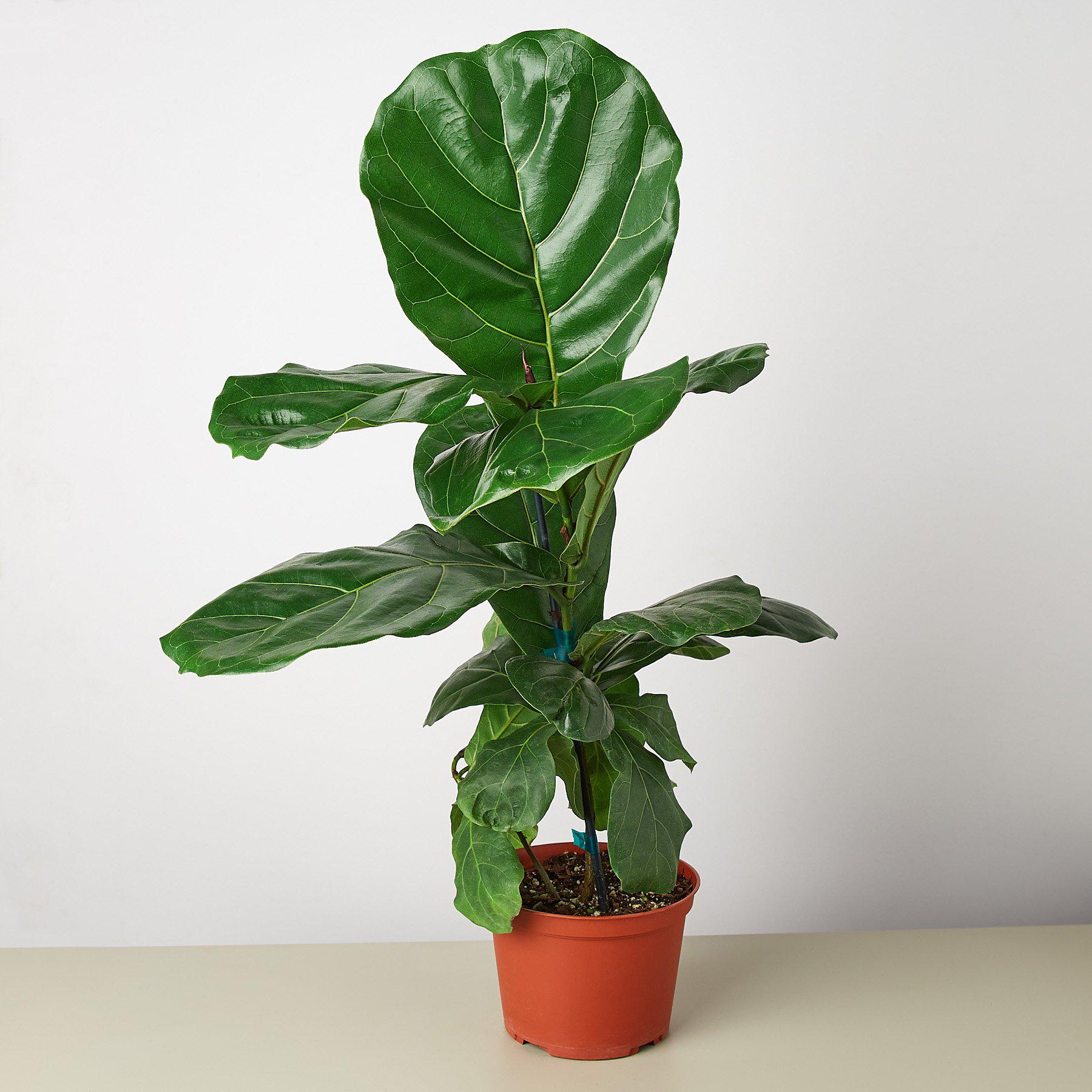 Ficus Lyrata 'Fiddle Leaf Fig' - House Plant Shop