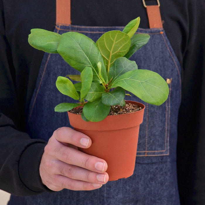 best place to buy a fiddle leaf fig Ficus Lyrata 'Fiddle Leaf Fig' | Indoor Plant | Tropical Plant | Potted Plant