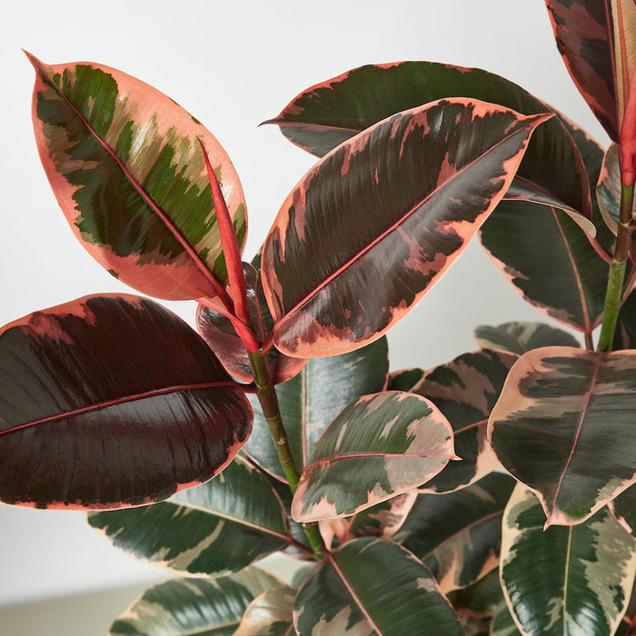 Ficus Elastica 'Ruby Pink' - 10" Pot - House Plant Shop