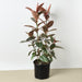 Ficus Elastica 'Ruby Pink' - 10" Pot - House Plant Shop