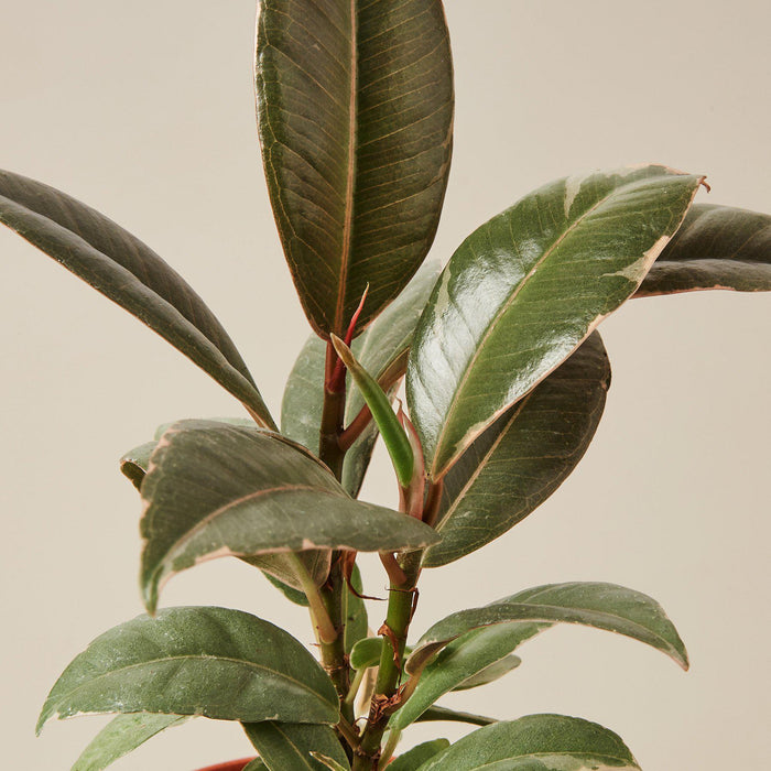 ficus elastica tineke 60cm house plants delivered Ficus Elastica 'Tineke' | Indoor Plant | Tropical Plant | Potted Plant