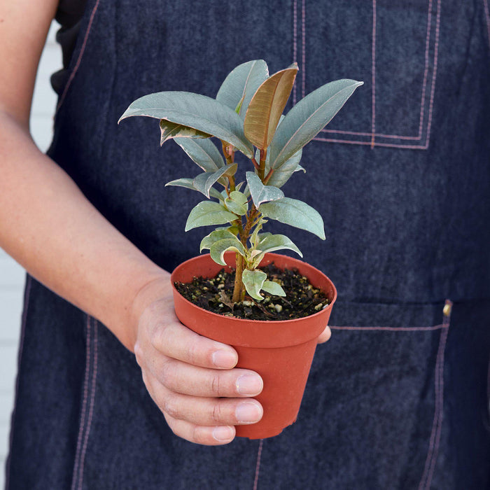 small rubber tree plant Ficus Elastica 'Tineke' | Indoor Plant | Tropical Plant | Potted Plant
