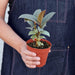 Ficus Elastica 'Tineke' - House Plant Shop