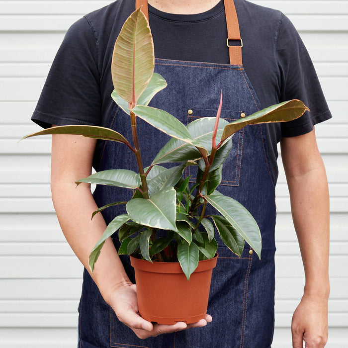 Ficus Elastica 'Tineke' - House Plant Shop