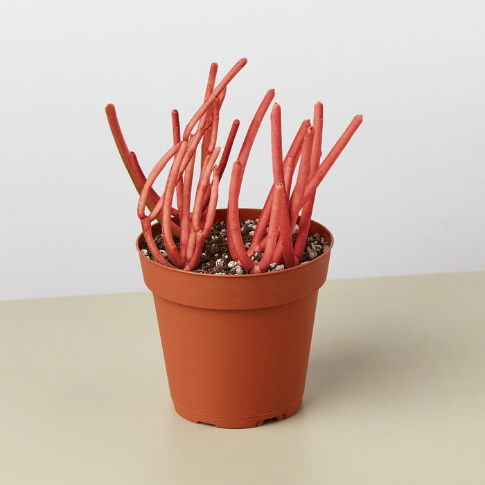 firestick plant succulent Succulent Euphorbia Tirucalli 'Fire Sticks' | Indoor Plant | Tropical Plant | Potted Plant