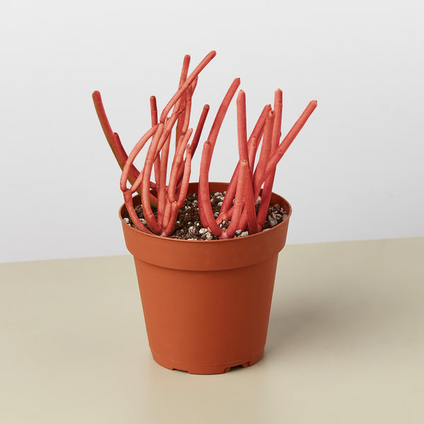 succulent firestick Succulent Euphorbia Tirucalli 'Fire Sticks' | Indoor Plant | Tropical Plant  | Potted Plant