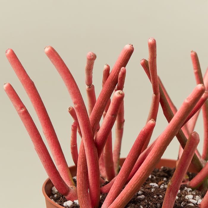 succulent sticks Succulent Euphorbia Tirucalli 'Fire Sticks' | Indoor Plant | Tropical Plant | Potted Plant